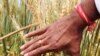 Wheat Rust Threatening Crops in Africa, Asia and Mideast