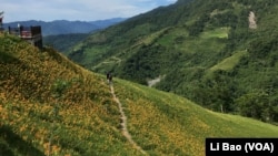 夏天是台東縣金針山上鮮花盛開的季節（美國之音記者黎堡攝）