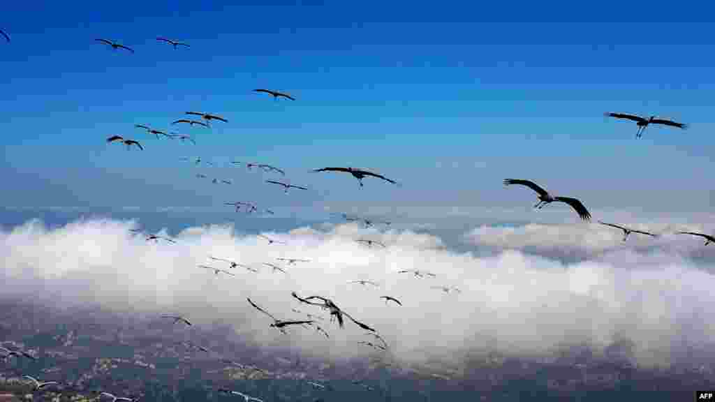 An aerial view shows migrating cranes (grus grus) flying over the Lebanese city of Aley on Mount Lebanon, southeast of the capital Beirut.