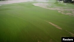 Duckweed floats on the surface of River Garonne, Bordeaux, southwestern France, Sept. 13, 2005.