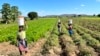 A farm in Mazowe District in Zimbabwe on Oct. 21, 2024, one of the properties taken by Black farmers in the early 2000s from one of the more than 4,000 former commercial farmers.