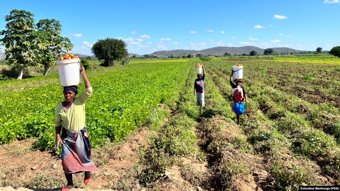 A farm in Mazowe District in Zimbabwe on Oct. 21, 2024, one of the properties taken by Black farmers in the early 2000s from one of the more than 4,000 former commercial farmers.