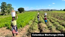 A farm in Mazowe District in Zimbabwe on Oct. 21, 2024, one of the properties taken by Black farmers in the early 2000s from one of the more than 4,000 former commercial farmers.