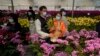 Flower Farms See Lunar New Year Sales Decrease Because of Virus