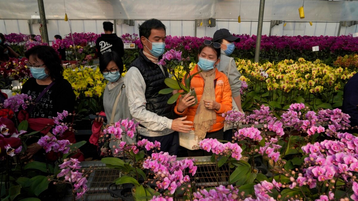 Flower Farms See Lunar New Yr Revenue Decrease For the reason that of Virus