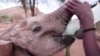 Baby Elephants Thrive on Goat’s Milk in Kenya