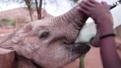 Baby Elephants Thrive on Goat’s Milk in Kenya