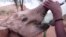 Baby Elephants Thrive on Goat’s Milk in Kenya