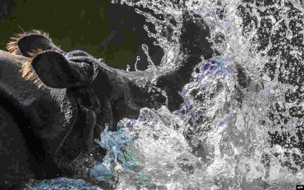 A Rhinoceros splashes about in its pond at Berlin&#39;s Zoologischer Garten Zoo as temperatures rose past the 30 degree Celsius mark in Germany.