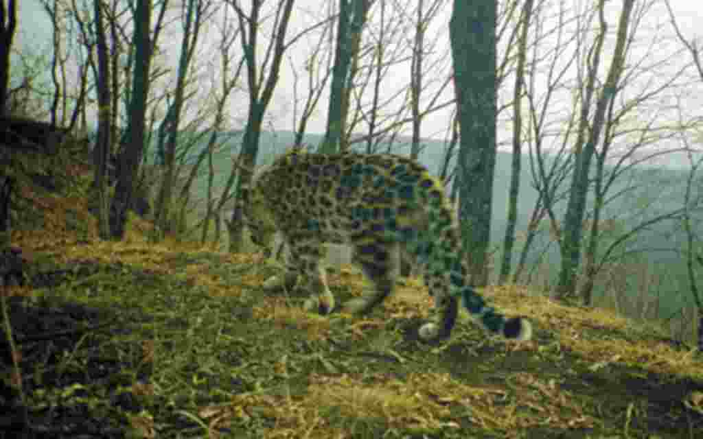 Leopardo Amur. Filipovskii, en la fotografía, se encuentra en alto riesgo de extinción.