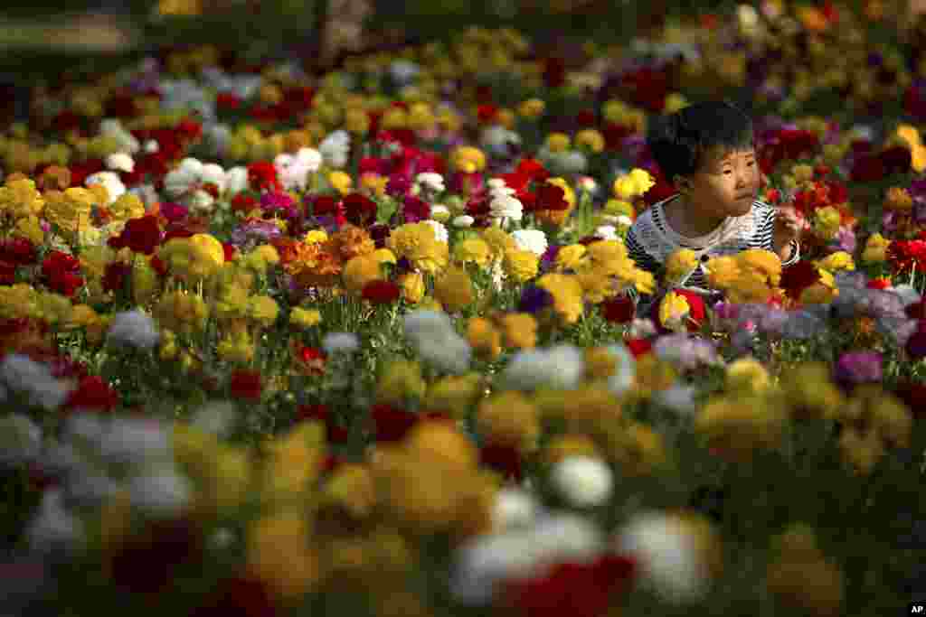 Seorang anak perempuan China mendongak ketika sedang bermain di hamparan bunga yang sedang mekar di Fragrant Hills Park di pinggiran Beijing.