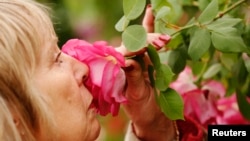 Seorang pengunjung mencium bunga mawar di pameran bunga Chelsea, London. (Foto: Dok)