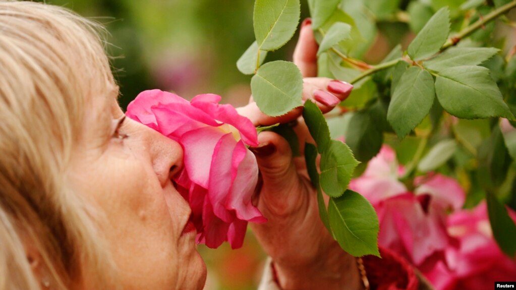 A visitor smells a Sir Paul Smith climbing rose at the Chelsea Flower Show in London, May 21, 2013. 