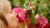 FILE - A visitor smells a Sir Paul Smith climbing rose at the Chelsea Flower Show in London, May 21, 2013. 