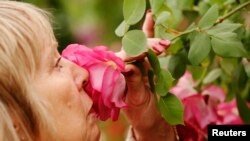 FILE - A visitor smells a Sir Paul Smith climbing rose at the Chelsea Flower Show in London.