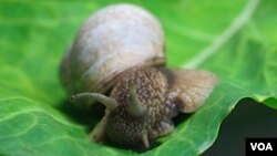 Un diminuto caracol de agua puede ser detectado usando trazos de sus excrementos o piel en el medio ambiente.