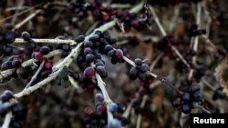 FILE - Frosted leaves and coffee cherries hang on coffee crops that were affected by frosts as a strong cold snap hit the south of the top Brazilian producer state of Minas Gerais, in Varginha, Brazil, July 30, 2021. 