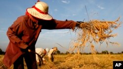 A Cambodian woman harvests rice in Battambang province, about 325 kilometers (200 miles) northwest of Phnom Penh, Cambodia, file photo. 