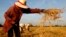 A Cambodian woman harvests rice in Battambang province, about 325 kilometers (200 miles) northwest of Phnom Penh, Cambodia, file photo. 