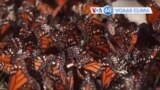 EUA propôs designar a borboleta monarca como uma espécie ameaçada