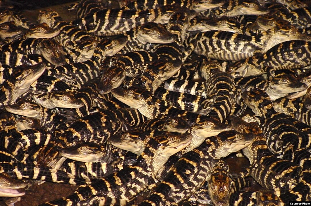 Alligator Farm Grows Prized Skins for Purses