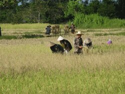 ຊາວນາເກັບກ່ຽວເຂົ້ານາແຊງປີ 2012 ນີ້