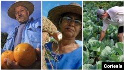 Agricultores que estão a participar da plataforma digital criada pela Field Right em Santa Catarina