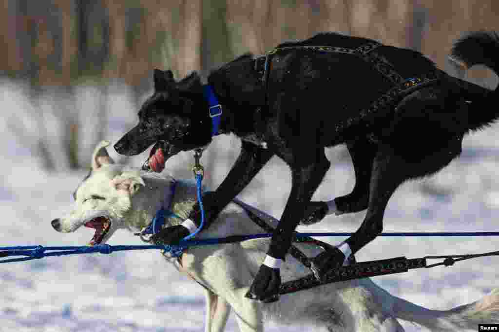Dua anjing tampak bertabrakan pada lomba kereta salju yang ditarik anjing di kota Willow, Alaska, AS.