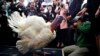 How Did Thanksgiving 'Turkey' Get Its Name?