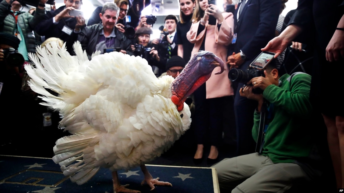 How Did Thanksgiving 'Turkey' Get Its Name?