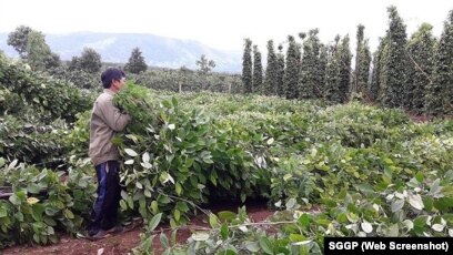 Nông dân trồng tiêu ở Gia Lai.