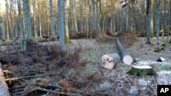 FILE - In this photo taken March 24 , 2017 in the Bialowieza Forest, in Poland, a bison stands next to fir trees that have been logged.