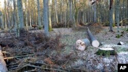 FILE - In this photo taken March 24 , 2017 in the Bialowieza Forest, in Poland, a bison stands next to fir trees that have been logged.