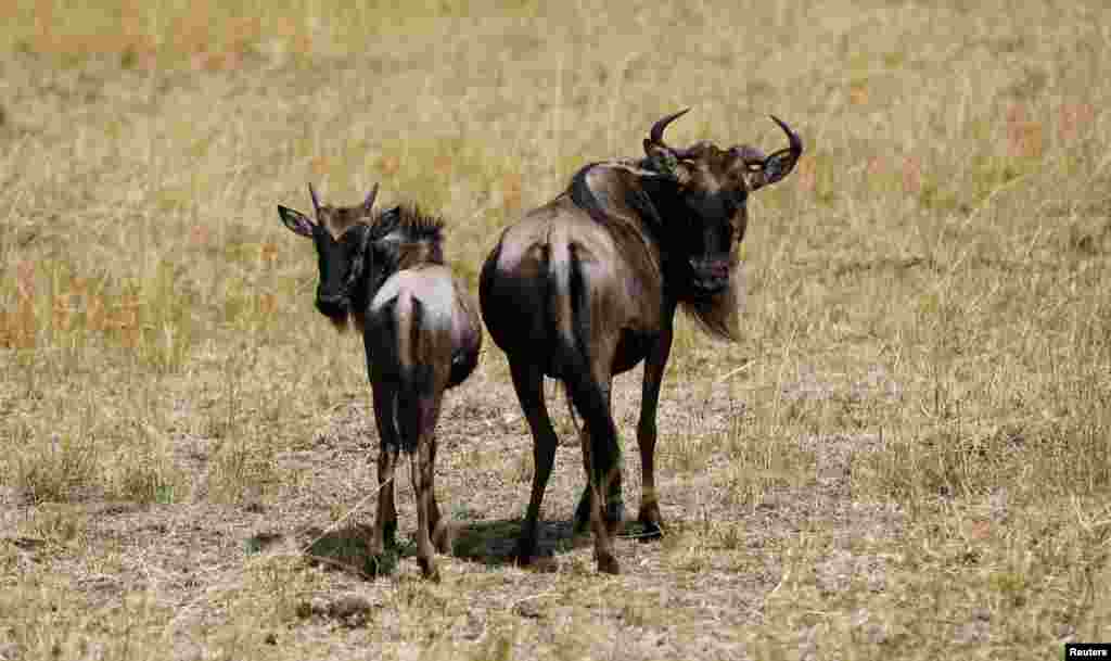 300 Gnus&nbsp;vão sair do Rancho Sango do Save Valley no Zimbabué para o Parque Nacional de Zinave, em Mabote, província de Inhambane.