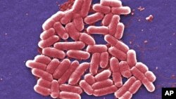 Souche d'E.coli résistante aux antibiotiques. (photo d'illustration)