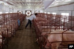 FILE - A pig farmer checks his herd at his farm in Cam Thuong village, about 60 kilometers (37 miles) northwest of Hanoi, Vietnam, May 5, 2017. The U.N. is working with farmers to limit the use of antibiotics in livestock.