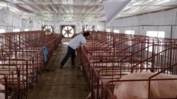 FILE - A pig farmer checks his herd at his farm in Cam Thuong village, about 60 kilometers (37 miles) northwest of Hanoi, Vietnam, May 5, 2017. The U.N. is working with farmers to limit the use of antibiotics in livestock.