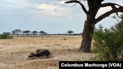 FILE - Carcass of an elephant after it succumbed to Zimbabwe's drought of 2019 in Hwange National Park, about 700 kilometers south of Harare which has no river or any natural source of water. (Columbus Mavhunga/VOA)