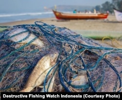 Onggokan jaring hantu dengan ikan dan sejumlah hewan laut lainnya masih terperangkap. (Foto: DFW Indonesia)