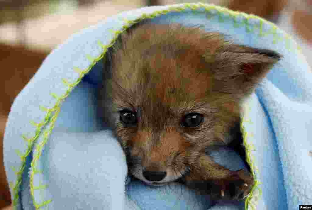 A female baby fox covered in a blanket is seen at the Animal Protective Association of Ronda (ARPA) after being found walking along a street by a villager in El Gastor, near Ronda, Spain.