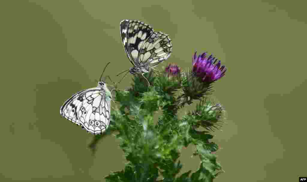Butterflies sit on a thistle on a meadow near Freising, southern Germany.
