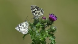 Quiz - When Planting a Meadow, Think of Your Garden Conditions