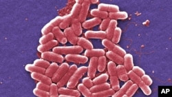 This 2006 colorized scanning electron micrograph image made available by the U.S. Centers for Disease Control and Prevention shows the O157:H7 strain of the E. coli bacteria.