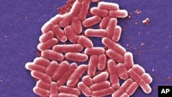 This 2006 colorized scanning electron micrograph image made available by the U.S. Centers for Disease Control and Prevention shows the O157:H7 strain of the E. coli bacteria.
