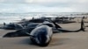 A handout photo taken and released on Feb.19, 2025 by the Department of Natural Resources and Environment Tasmania shows dolphins stranded on a beach near Arthur River on the west coast of Tasmania, Australia.