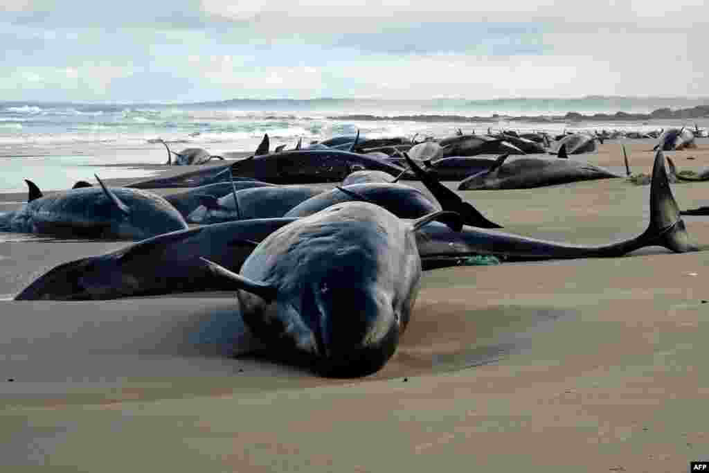 A handout photo taken and released by the Department of Natural Resources and Environment Tasmania shows dolphins stranded on a beach near Arthur River on the west coast of Tasmania, Australia.&nbsp;A pod of 157 dolphins was found stranded, environment officials said as veterinarians raced to the scene.