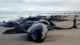 A handout photo taken and released on Feb.19, 2025 by the Department of Natural Resources and Environment Tasmania shows dolphins stranded on a beach near Arthur River on the west coast of Tasmania, Australia.