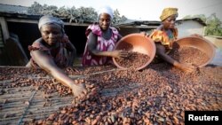 Des femmes travaillant pour une ferme locale ramassent des graines de cacao à Djangobo, Niable, en Côte d'Ivoire, le 17 novembre 2014.