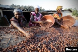 Des femmes d'une ferme ramassent des graines de cacao à Djangobo, Niable, en Côte d'Ivoire, le 17 novembre 2014.