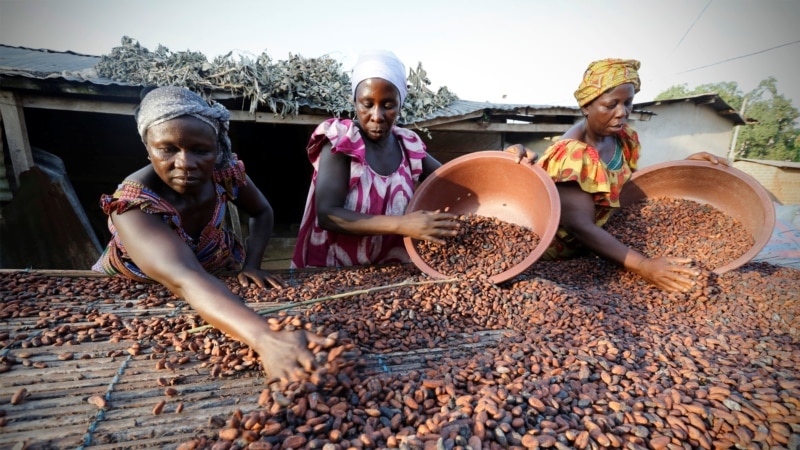 Cacao: la Côte d'Ivoire et le Ghana lancent un ultimatum aux multinationales